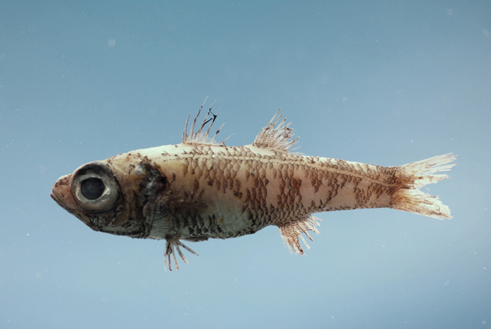 (Epigonus) Род ЭПИГОНУСЫ 28 видов